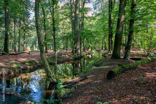 A stream called  the Leuvenumse Brook  flows through the  Leuvenumse forest  with its mighty beechs  in the beautiful nature reserve  the Veluwe   province of Gelderland  the Netherlands