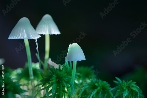 Glucinogenic mushrooms grow in the forest. Mushrooms. containing psilocybin. Dark background. Closeup with shallow depth of field. Selective focus on the cap of the mushroom.