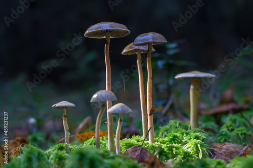 Glucinogenic mushrooms grow naturally. Mushrooms containing psilocybin. Selective focus on the cap of the mushroom.