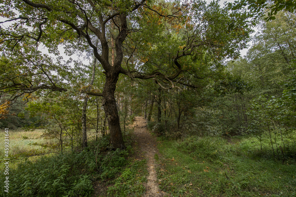 A forest road passing by an old oak tree. Landscape with a path in the forest.