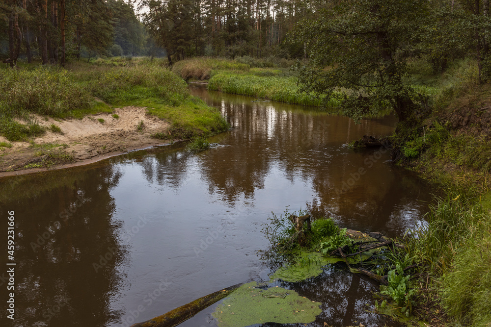 A small river flows through a picturesque forest. Bright green grass on the bank of a forest river. Mystical landscape with a river in an old forest. A small river flows through a picturesque forest. Bright green grass on the bank of a forest river. Mystical landscape with a river in an old forest.