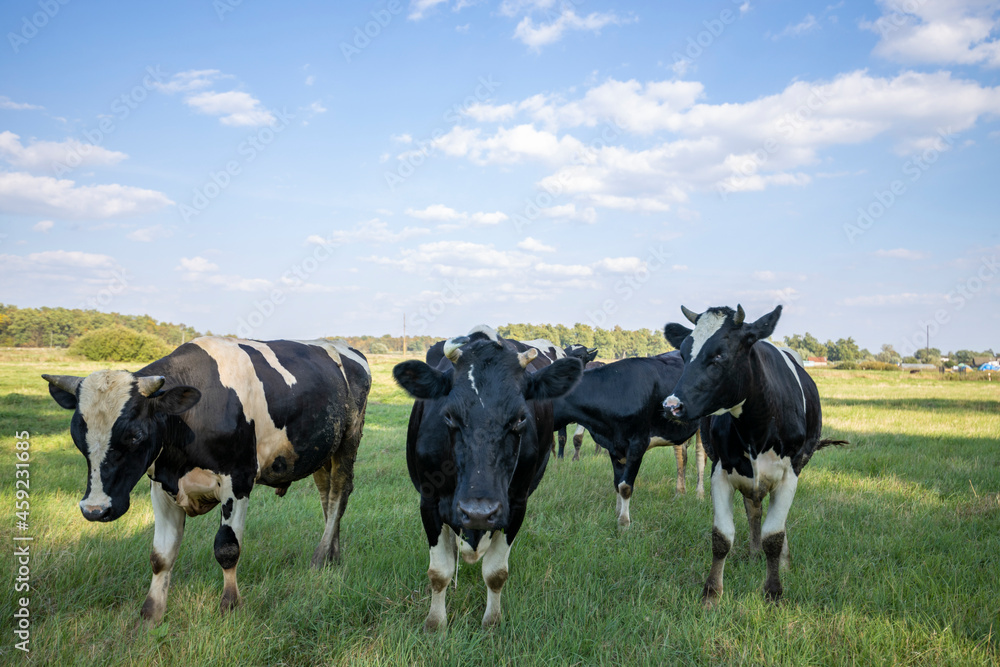 Cows on a green field grazing on a farmer's green grass. beautiful landscape with cows in the summer field. Cows on a green field grazing on a farmer's green grass. beautiful landscape with cows in the summer field.
