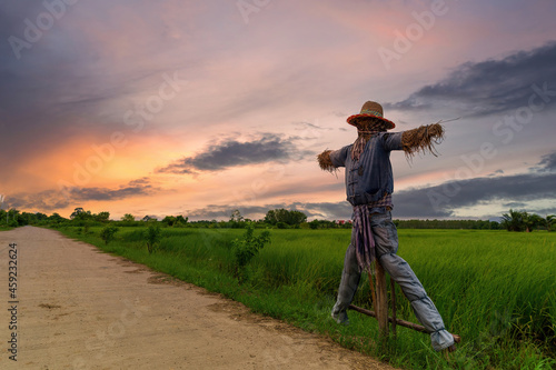 Scarecrow in the rice field. The landscape of the fields when harvesting. Concept of Halloween holiday.