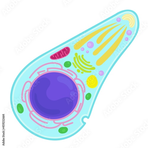 Toxoplasma gondii is a protozoan parasite. photo