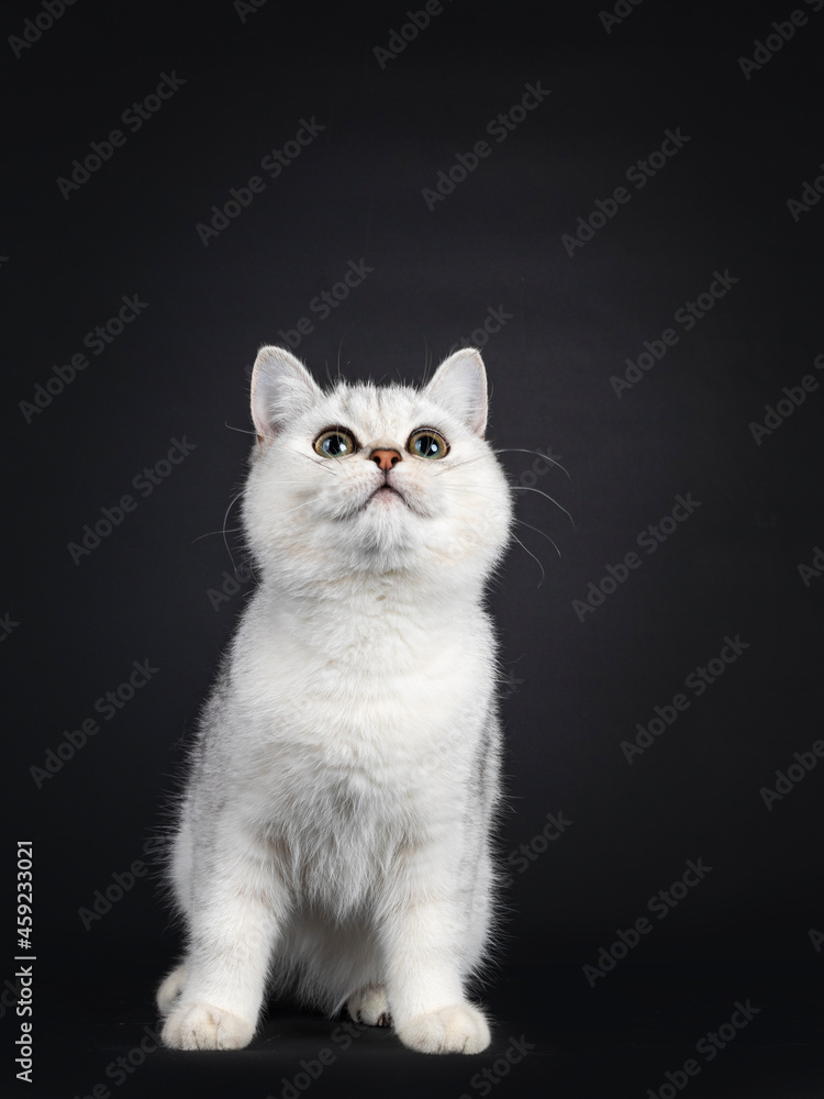 Cute silver shaded British Shorthair cat kitten, sitting facing front. Looking up. Isolated on a black background.