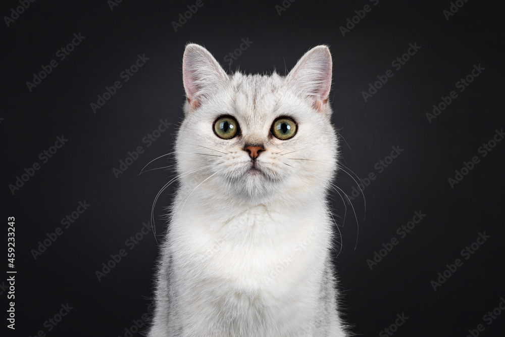 Head shot of cute silver shaded British Shorthair cat kitten, sitting facing front. Looking towards camera. Isolated on a black background.