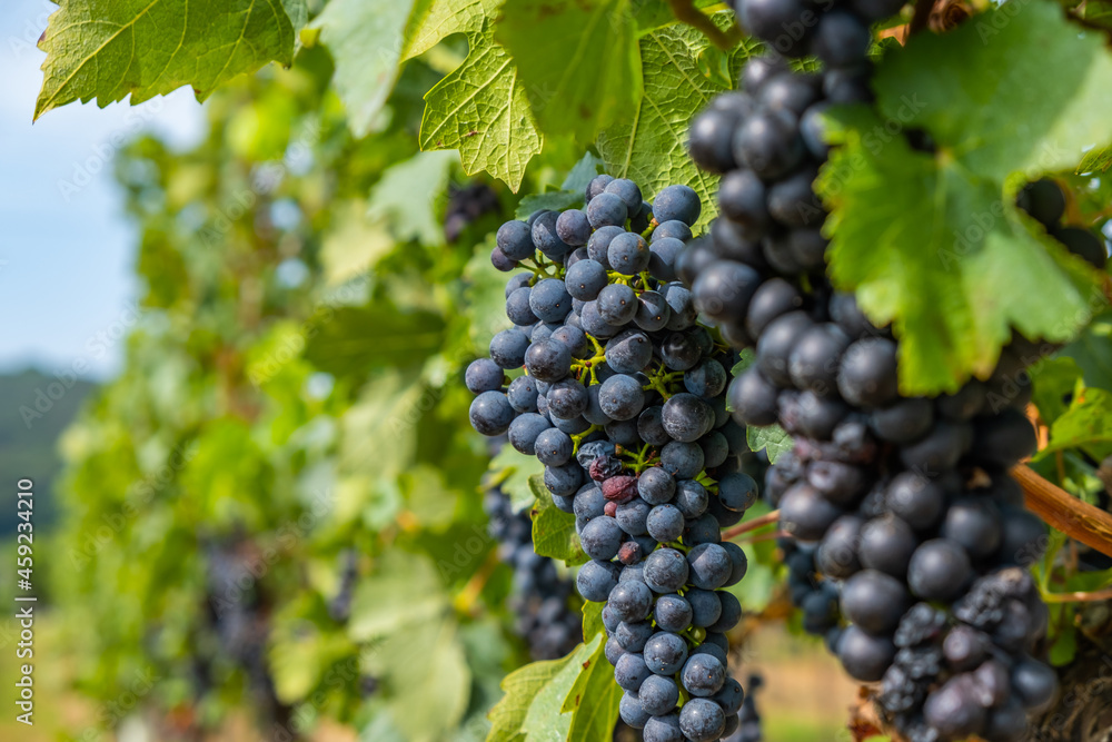 blue merlot grapes in green vineyard