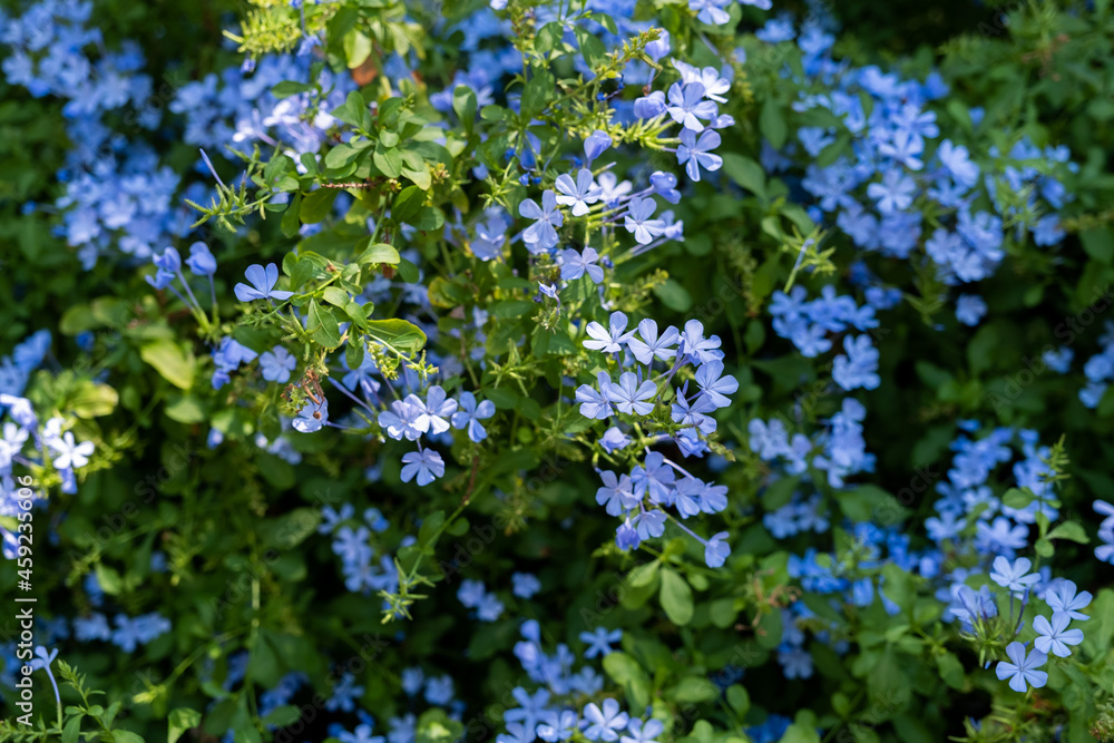 front view, flower background in the garden front view, flower background in the garden