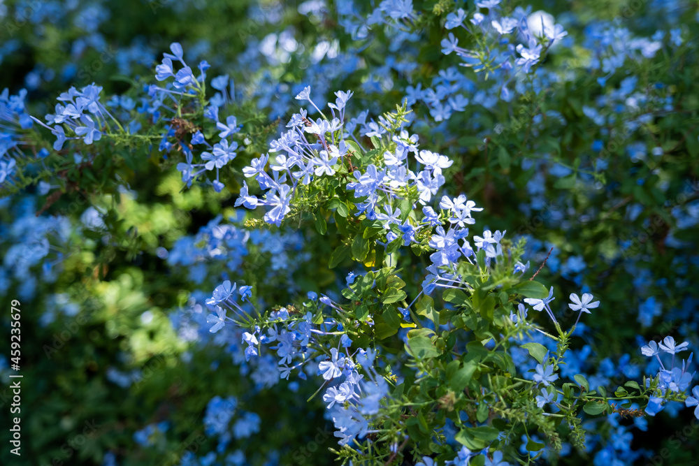 front view, flower background in the garden front view, flower background in the garden