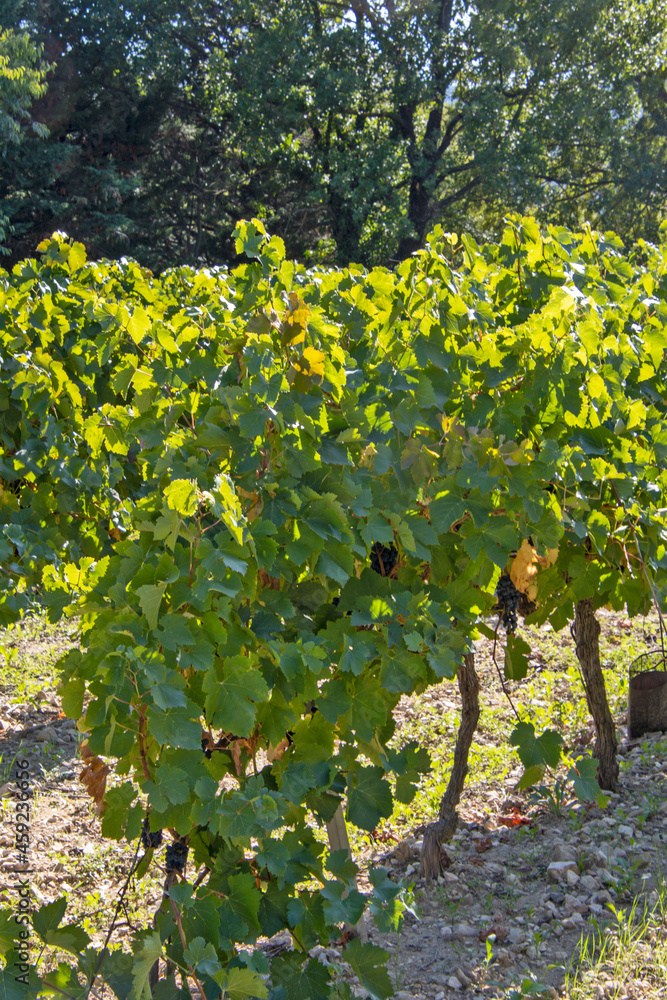 ceps de vignes dens le Vaucluse