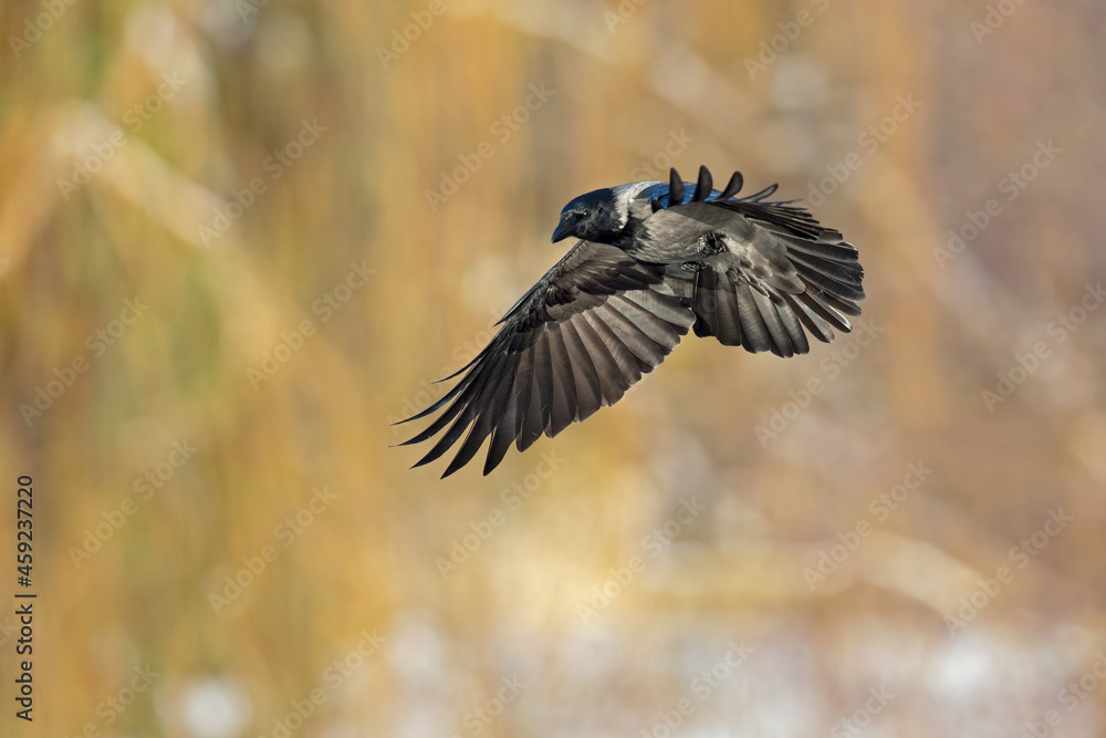 Fototapeta premium A hooded crow (Corvus cornix) in flight in a city park in Berlin.