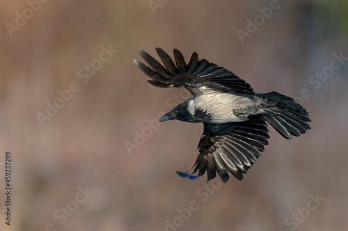A hooded crow (Corvus cornix) in flight in a city park in Berlin.