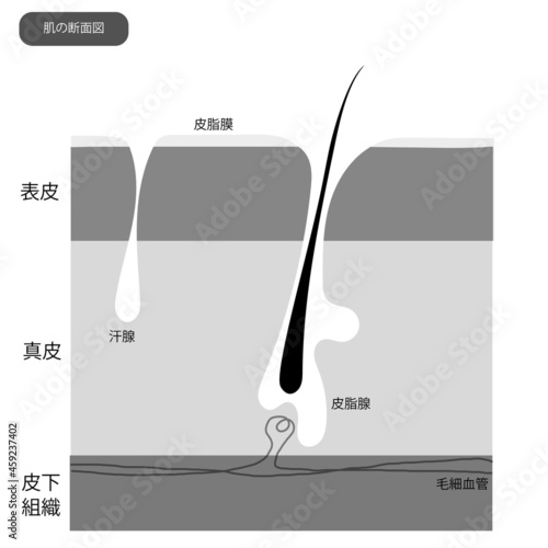 シンプルな肌の断面図(白黒)