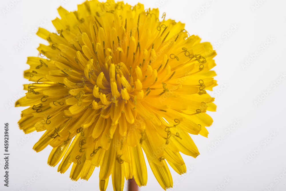 Head of yellow dandelion flower. Abstract nature background