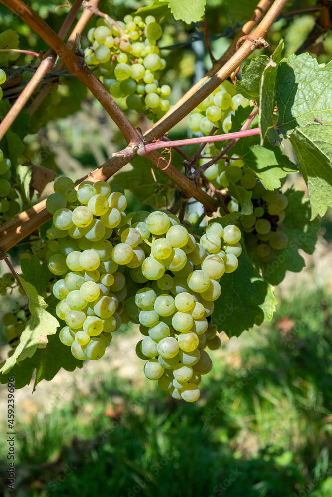 ripe green grapes in the vineyard in detail