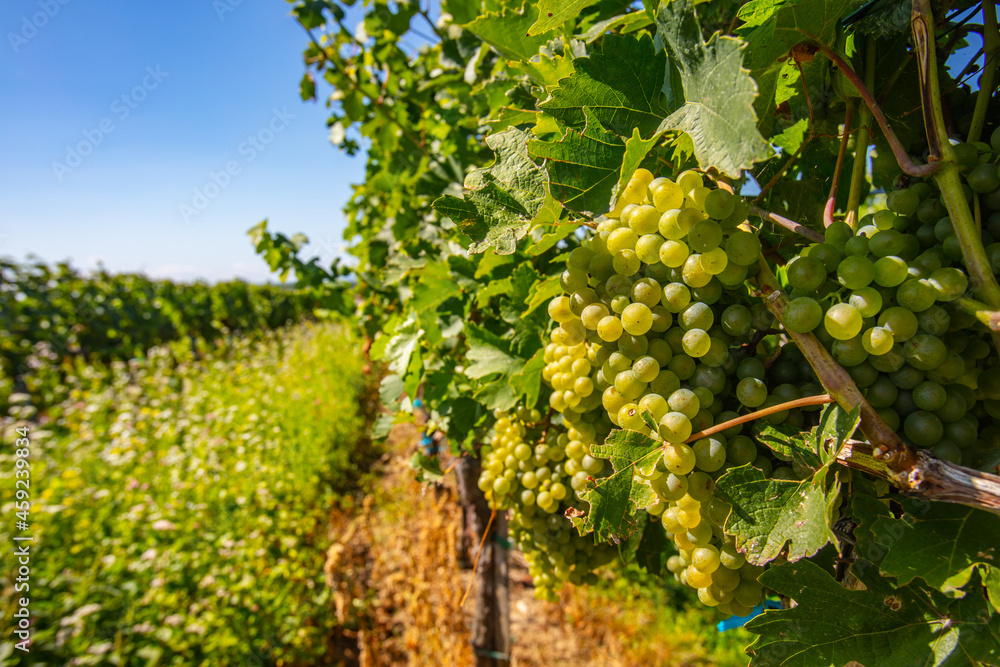 green grapes in summer vineyard