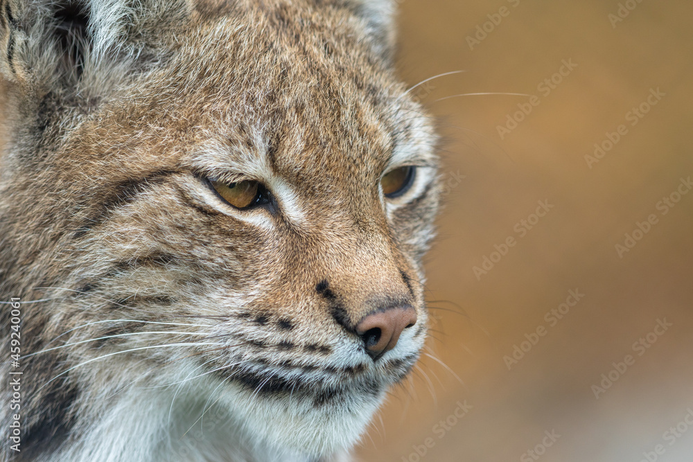 The Eurasian lynx - Lynx lynx - close up portrait of adult animal The Eurasian lynx - Lynx lynx - close up portrait of adult animal