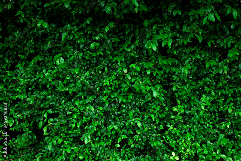 Full Frame of Green Leaves Pattern Background, Nature Lush Foliage Leaf Texture , tropical leaf Full Frame of Green Leaves Pattern Background, Nature Lush Foliage Leaf Texture , tropical leaf