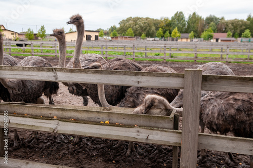 ostrich against wooden fence in private zoo
