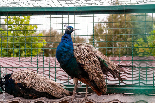 peacock in the garden