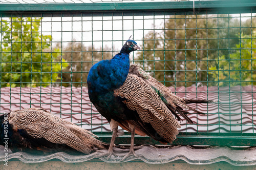 peacock in the zoo