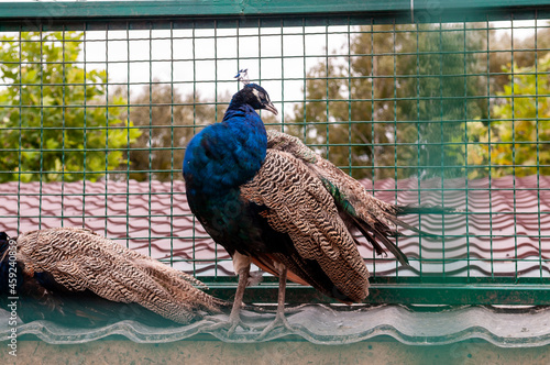 peacock in the park