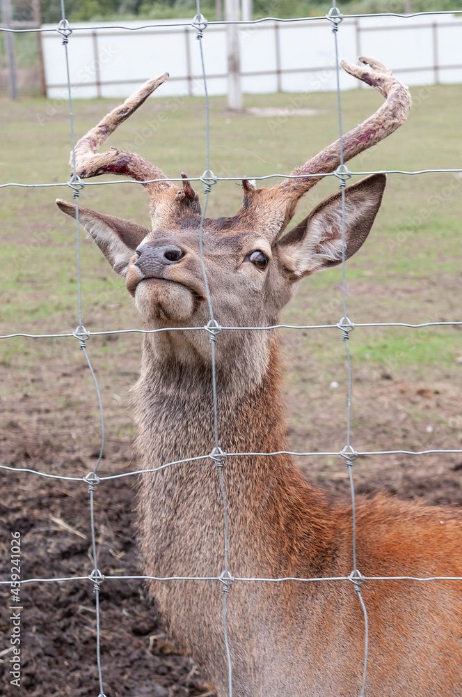 staring deer against the iron fence