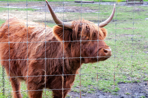 scottish highland cow