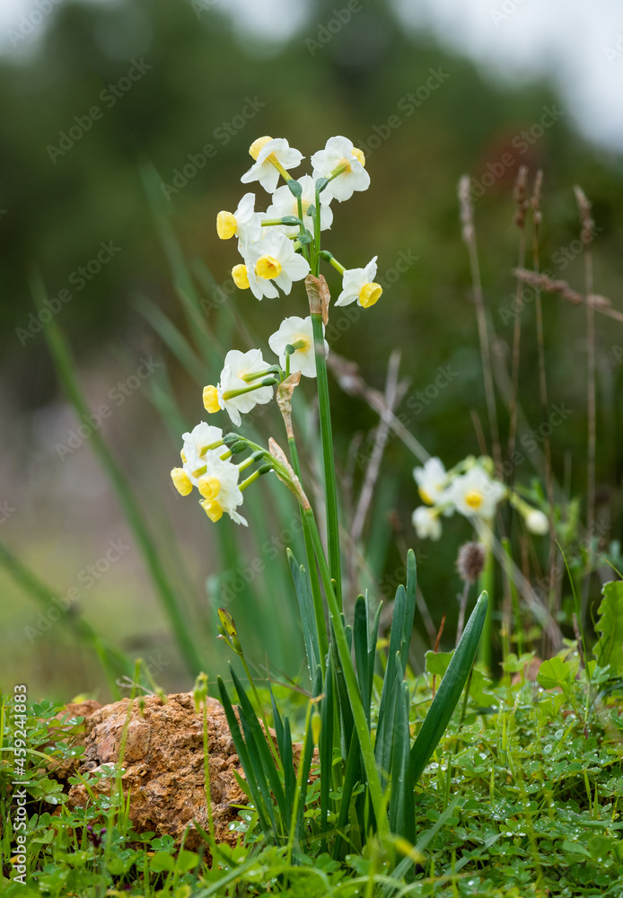Narcissus flowers Algarve Portugal. Narcissus flowers Algarve Portugal.