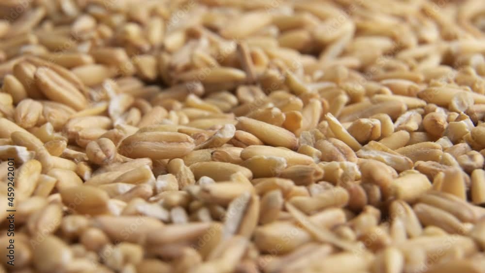 Oat grains close up slowly rotate Oat grains close up slowly rotate