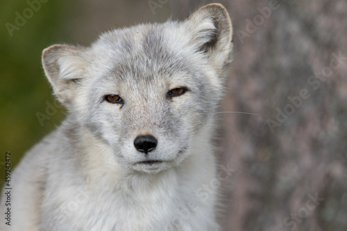 The Arctic Fox - Vulpes lagopus - adult animal portrait with soft natural background