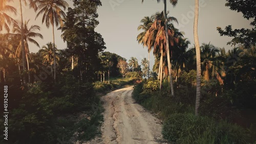 Jungle road, palm tree forest in evening dawn. Sunset over empty sandy way path in green coconut plantation. Tropical exotic island, travel destination. Summer holiday vacation. Wild nature landscape photo