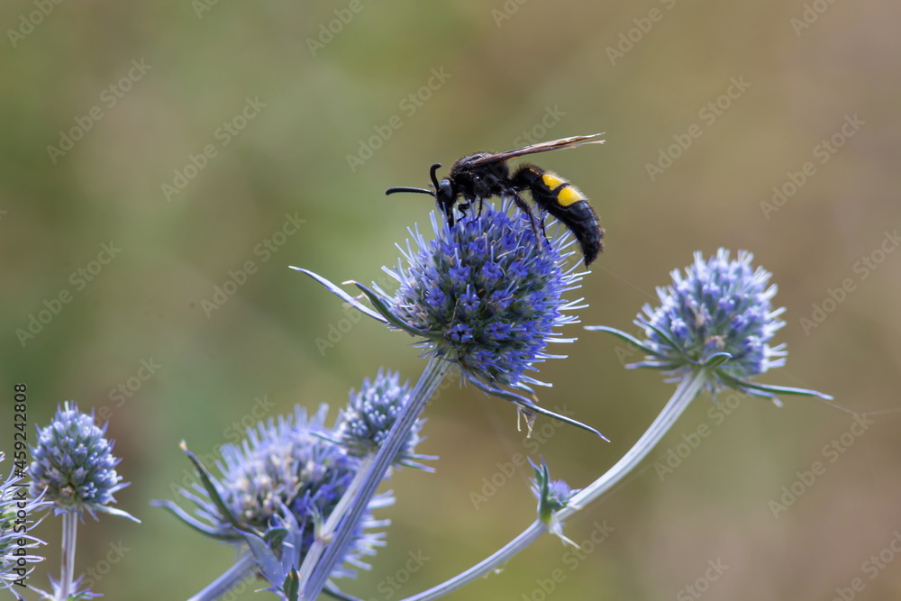 Bee on flowers of eryngium. Bee pollinates a flower in the garden Bee on flowers of eryngium. Bee pollinates a flower in the garden