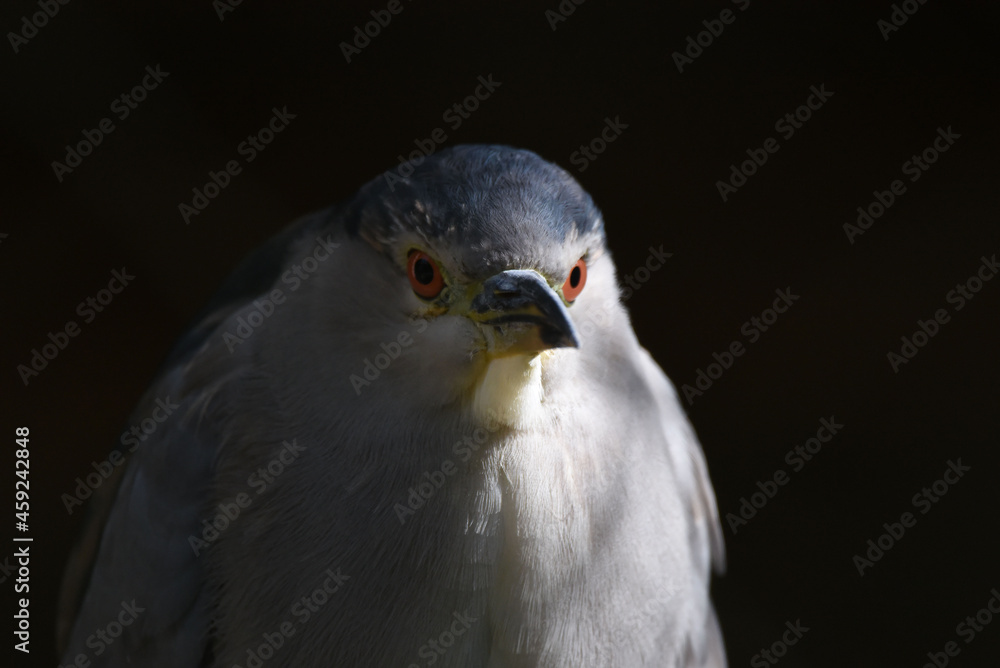 Fototapeta premium Reiher Vogel