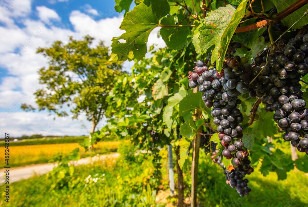 blue merlot grapes in green vineyard