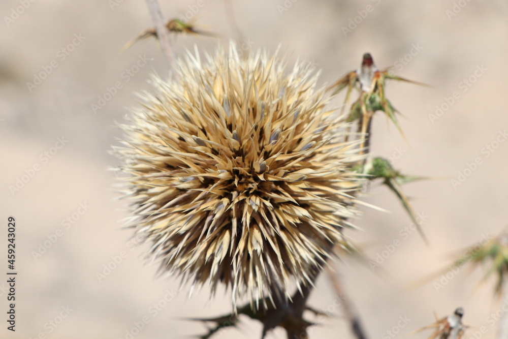 close-up plants
