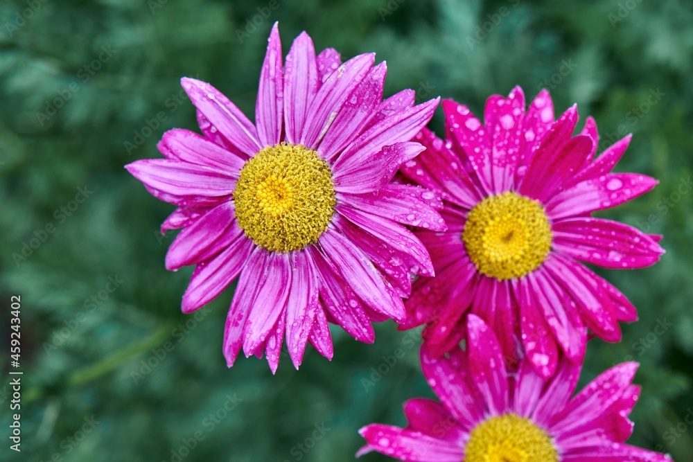 Dark pink flowers of marguerite daisy with drops on the petals in summer garden close up with selective focus on green blurred background Dark pink flowers of marguerite daisy with drops on the petals in summer garden close up with selective focus on green blurred background