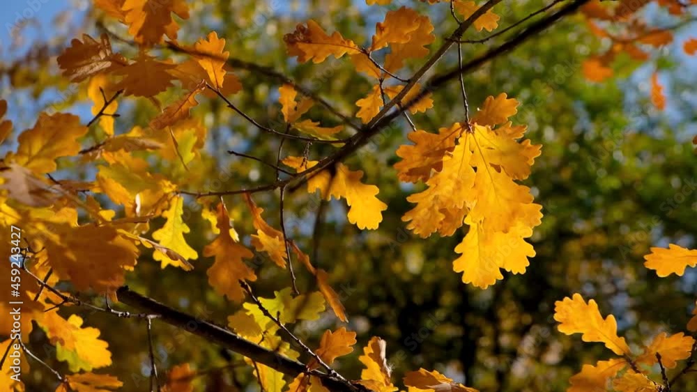 Autumn Leaves swinging on a tree in autumnal Park. Fall. Autumn colorful park. Sun flare. Autumn Leaves swinging on a tree in autumnal Park. Fall. Autumn colorful park. Sun flare.