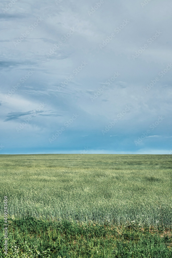Fototapeta premium Beautiful view of agricultural green field with wheat under gloomy sky