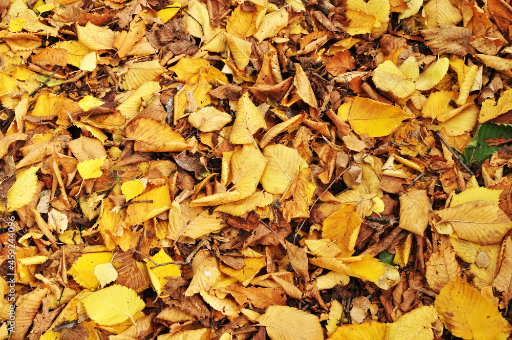 Autumn. Fallen yellow leaves on the ground. Background, texture, design, wallpaper. Autumn. Fallen yellow leaves on the ground. Background, texture, design, wallpaper.