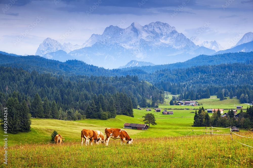 Cows on pasture in Bavarian Alps