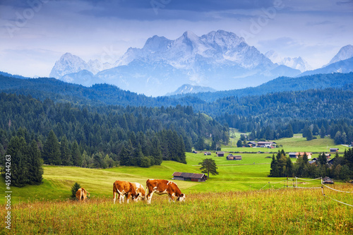 Cows on pasture in Bavarian Alps