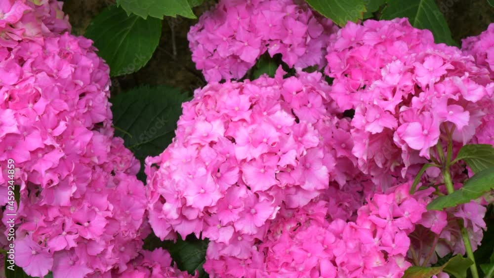 Closeup POV slow dolly shot across the delicate pink petals and green leaves in soft lighting of a beautiful hydrangea bush in full summer bloom, in a garden / yard.
