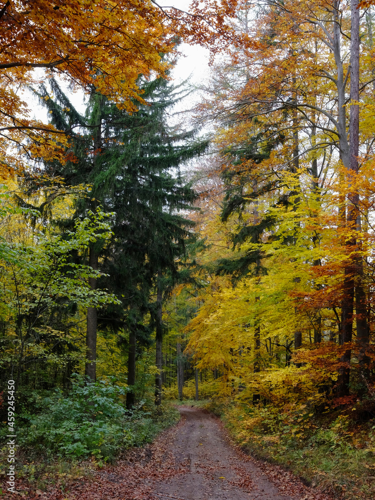 Obraz premium colorful autumn trees in forrest