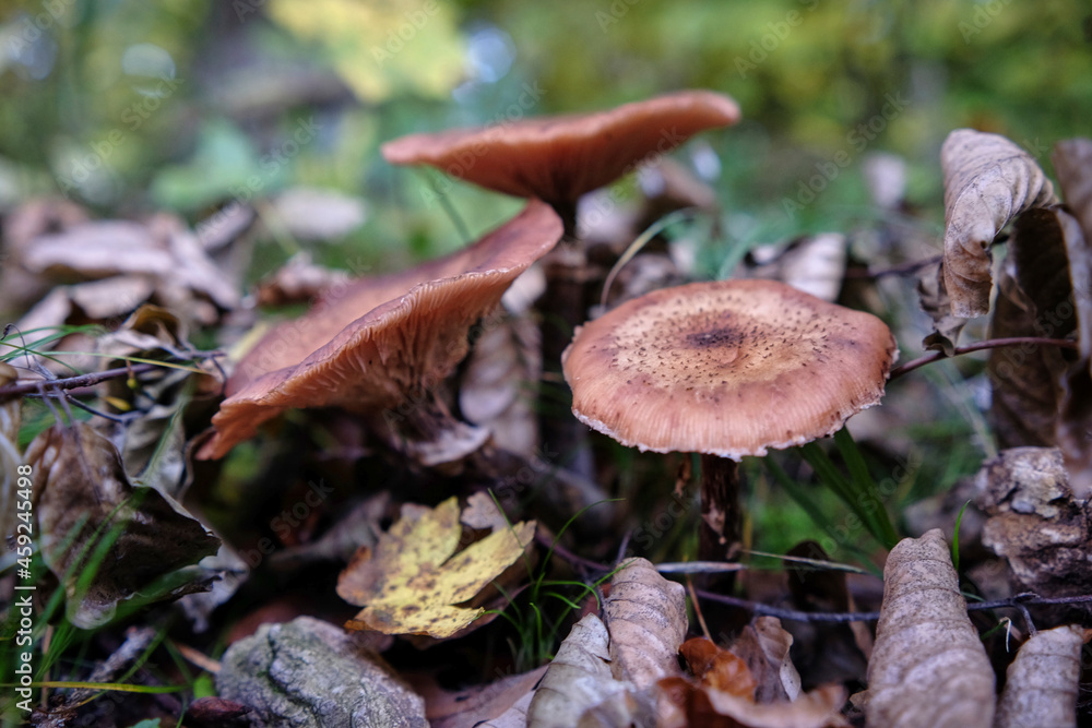 mushrooms in autumn forrest in autumn leaves mushrooms in autumn forrest in autumn leaves