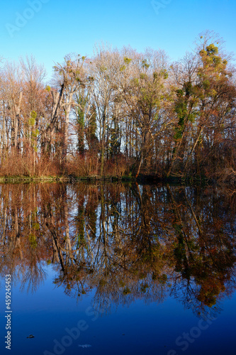 Autumn trees reflecting in calm lake