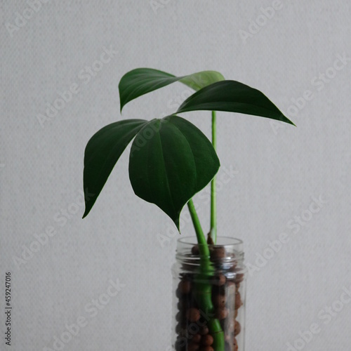 monstera photo