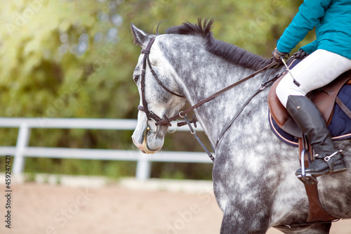 Portrait og gray sports horse with a bridle and a rider riding with his foot in a boot with a spur in a stirrup.