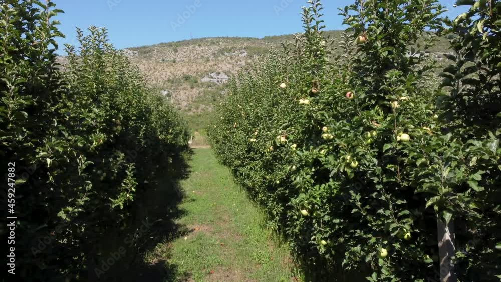 Aerial drone view of Apples trees in orchard. Producing fresh and organic fruits. Ripe green apples on a branch. Growing fresh green apple. Aerial drone view of Apples trees in orchard. Producing fresh and organic fruits. Ripe green apples on a branch. Growing fresh green apple.