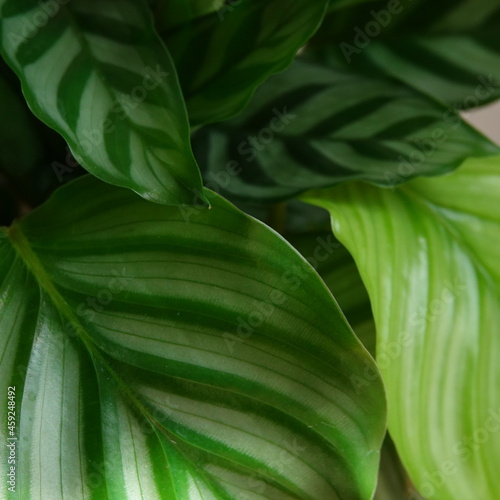 plants life calathea  photo